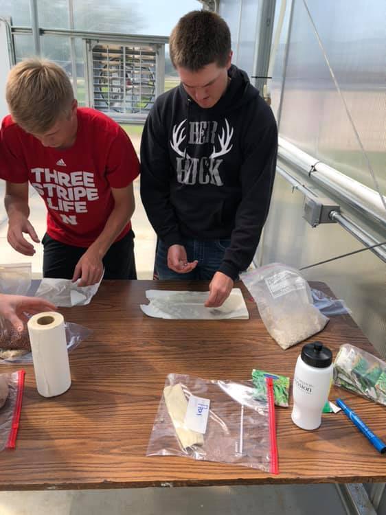  Agbusiness class took a little time to start germination tests on stored seeds to check their viability for other classes to use in experiments later.